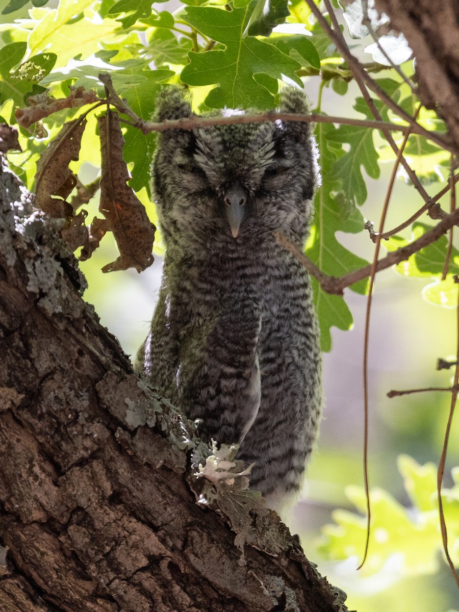 Western Screech-Owl - Liam Wolff