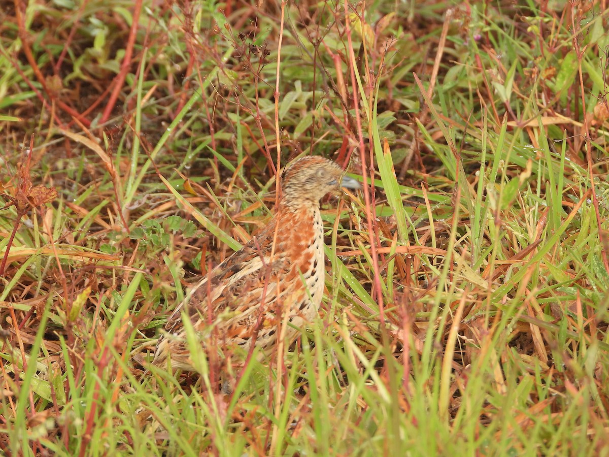 Small Buttonquail - ML622794210