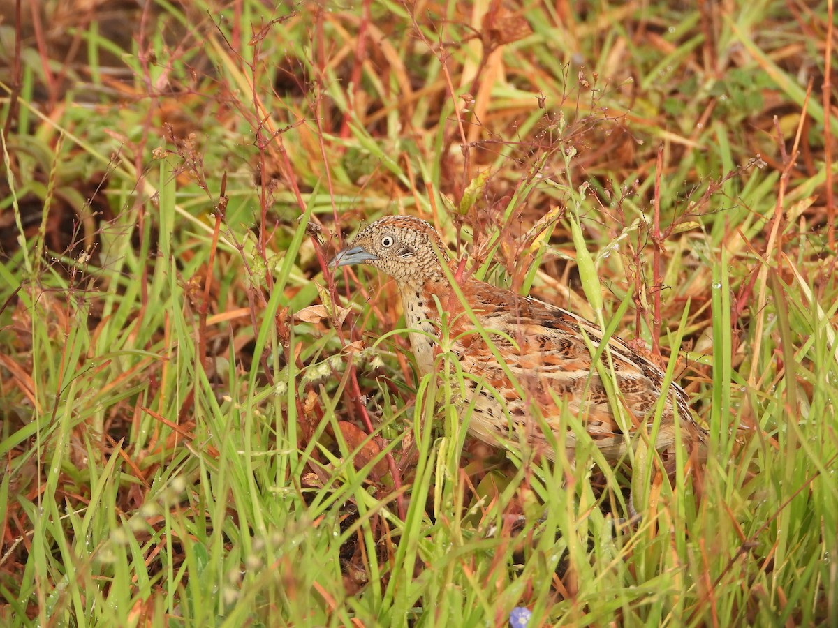 Small Buttonquail - ML622794212