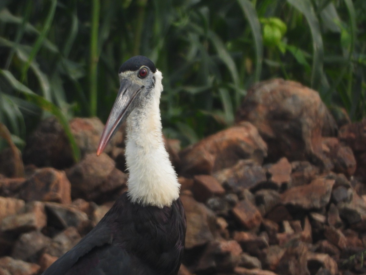 Asian Woolly-necked Stork - ML622794226