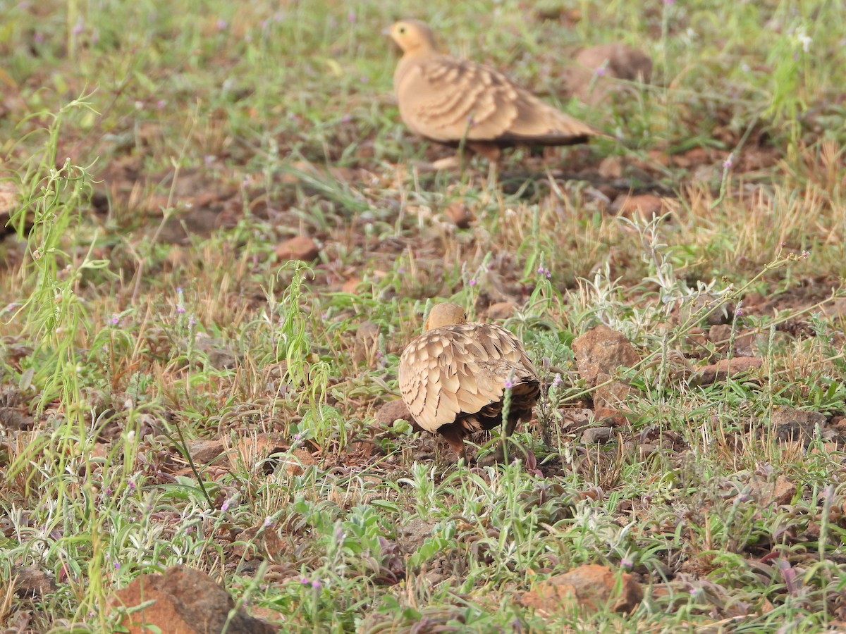 Chestnut-bellied Sandgrouse - ML622794234