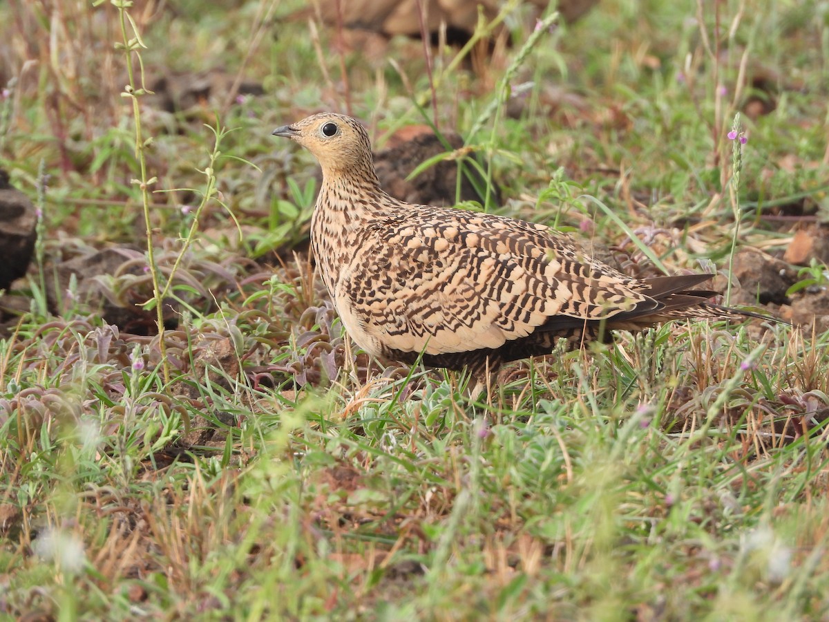 Chestnut-bellied Sandgrouse - ML622794235