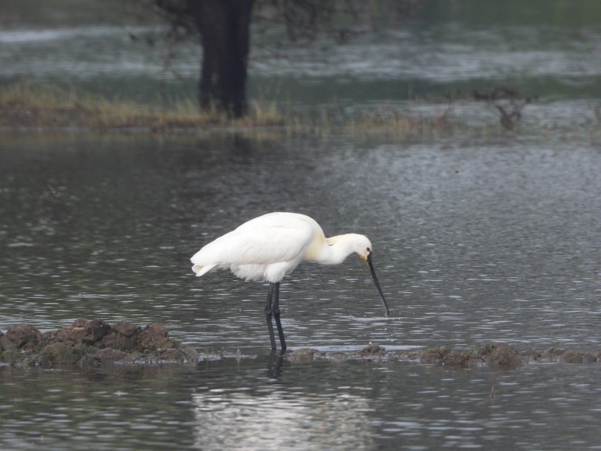 Eurasian Spoonbill - Sannidhya De