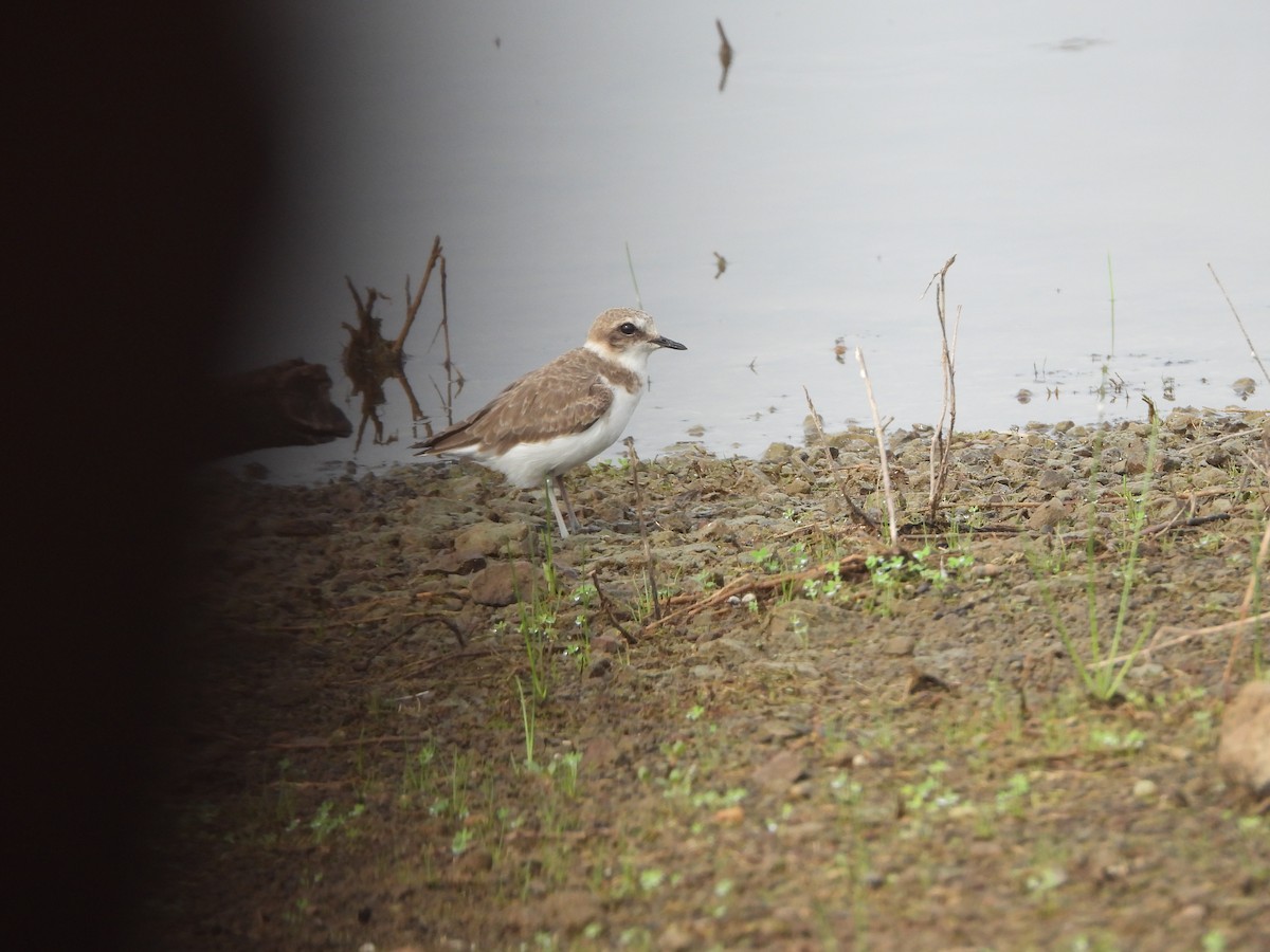 Kentish Plover - ML622794243