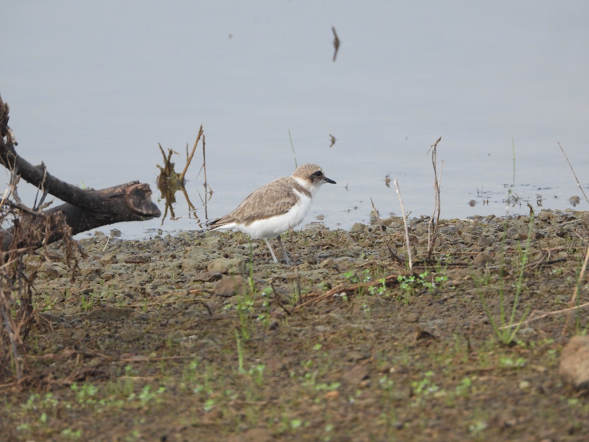 Kentish Plover - ML622794245