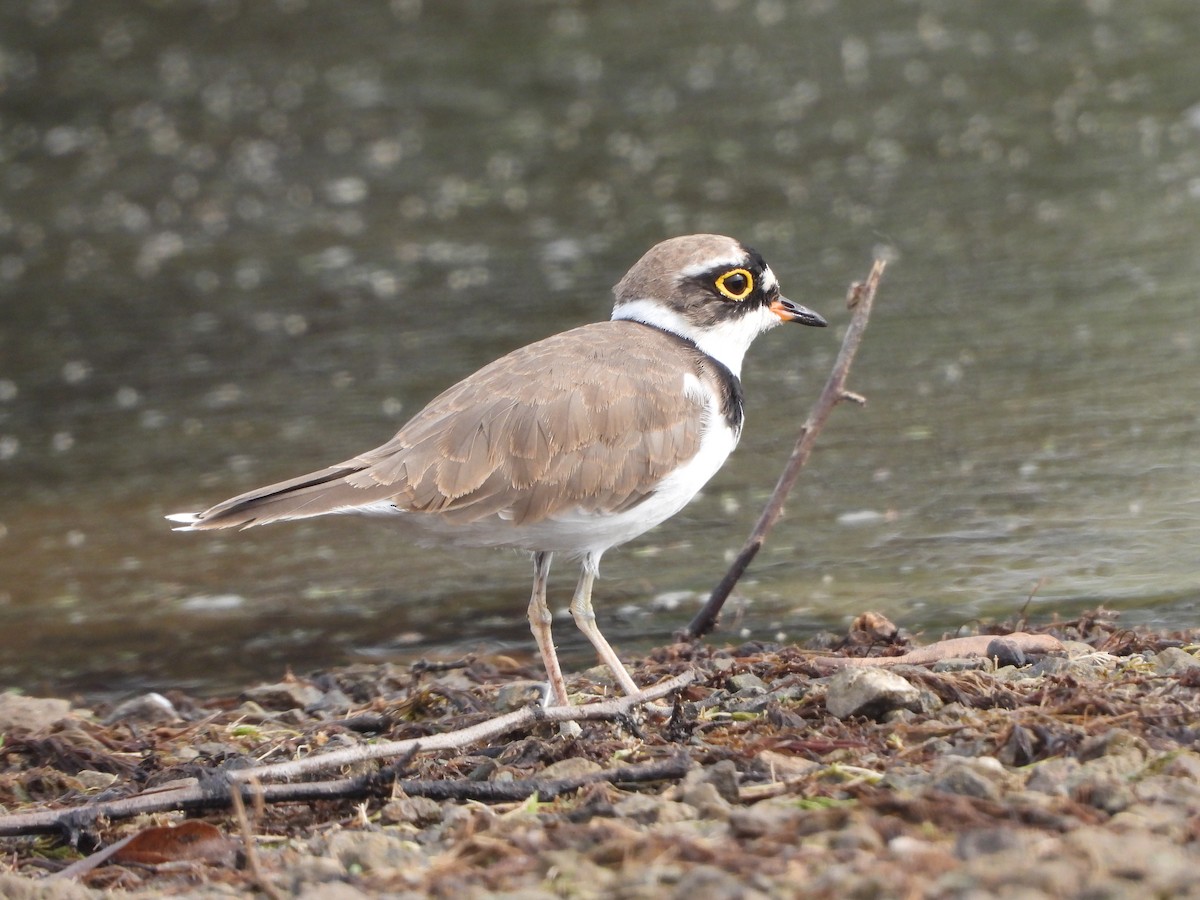 Little Ringed Plover - ML622794258