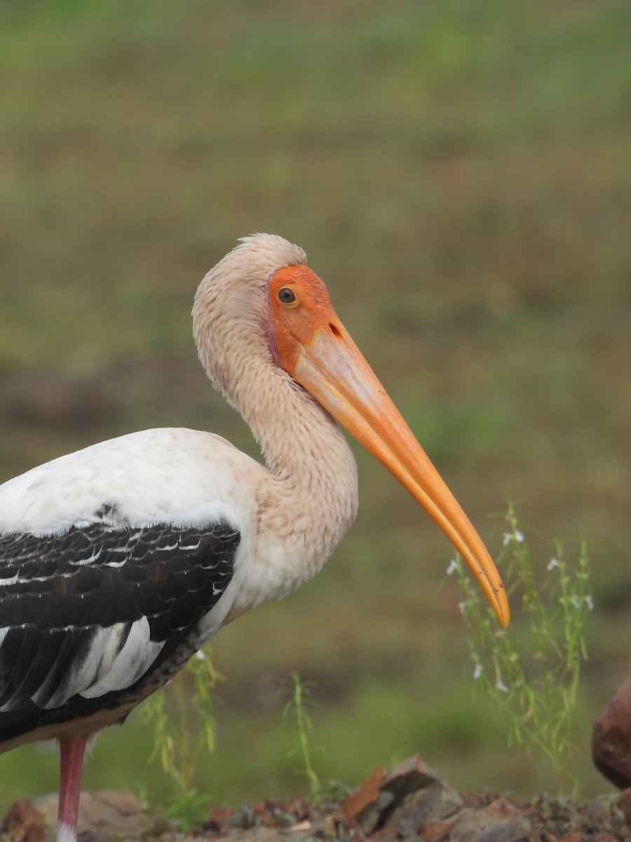 Painted Stork - ML622794270