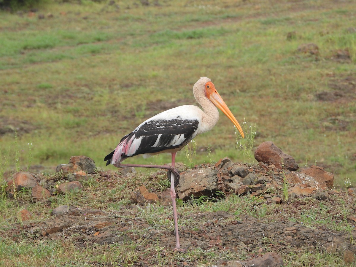 Painted Stork - ML622794271