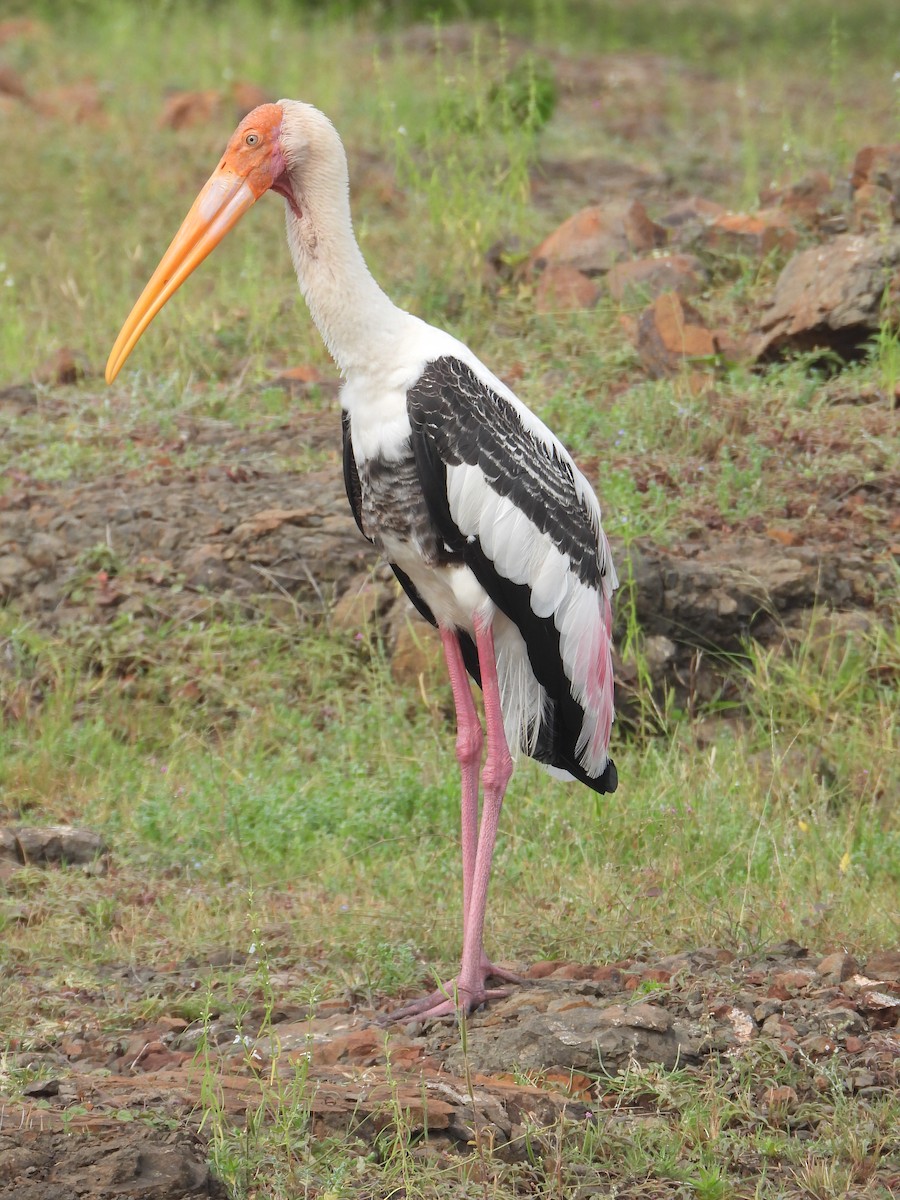 Painted Stork - ML622794274