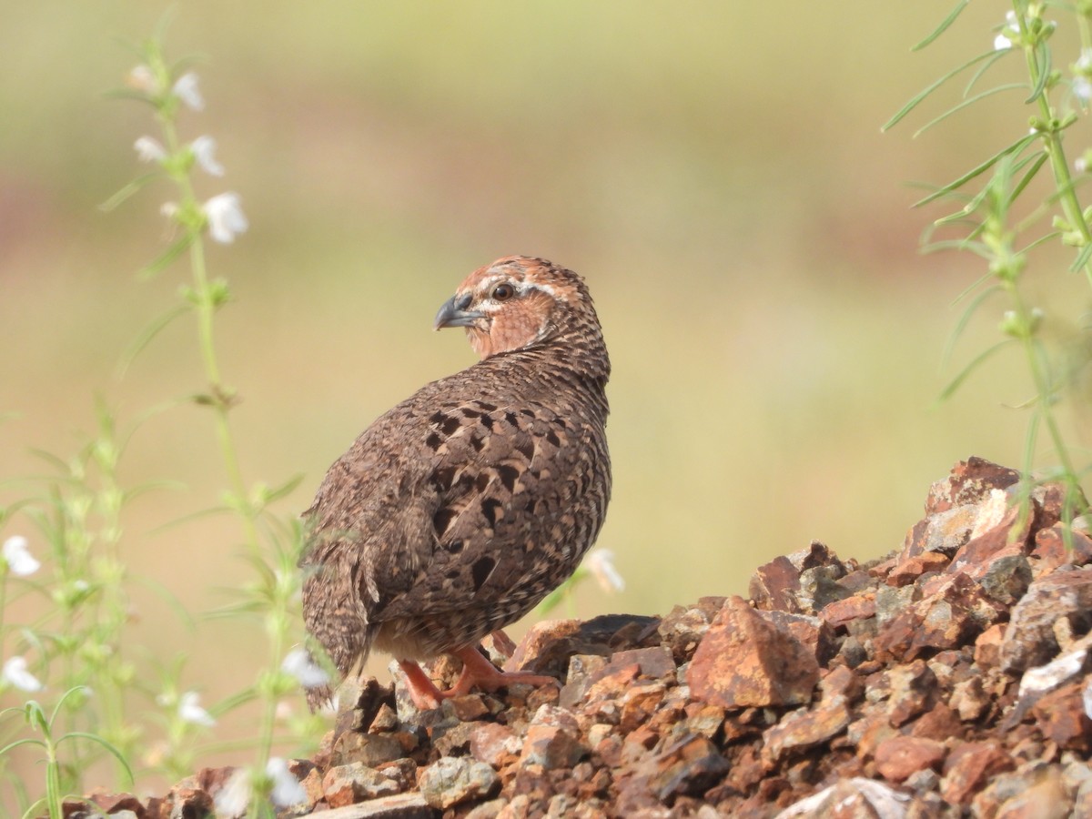 Rock Bush-Quail - ML622794301