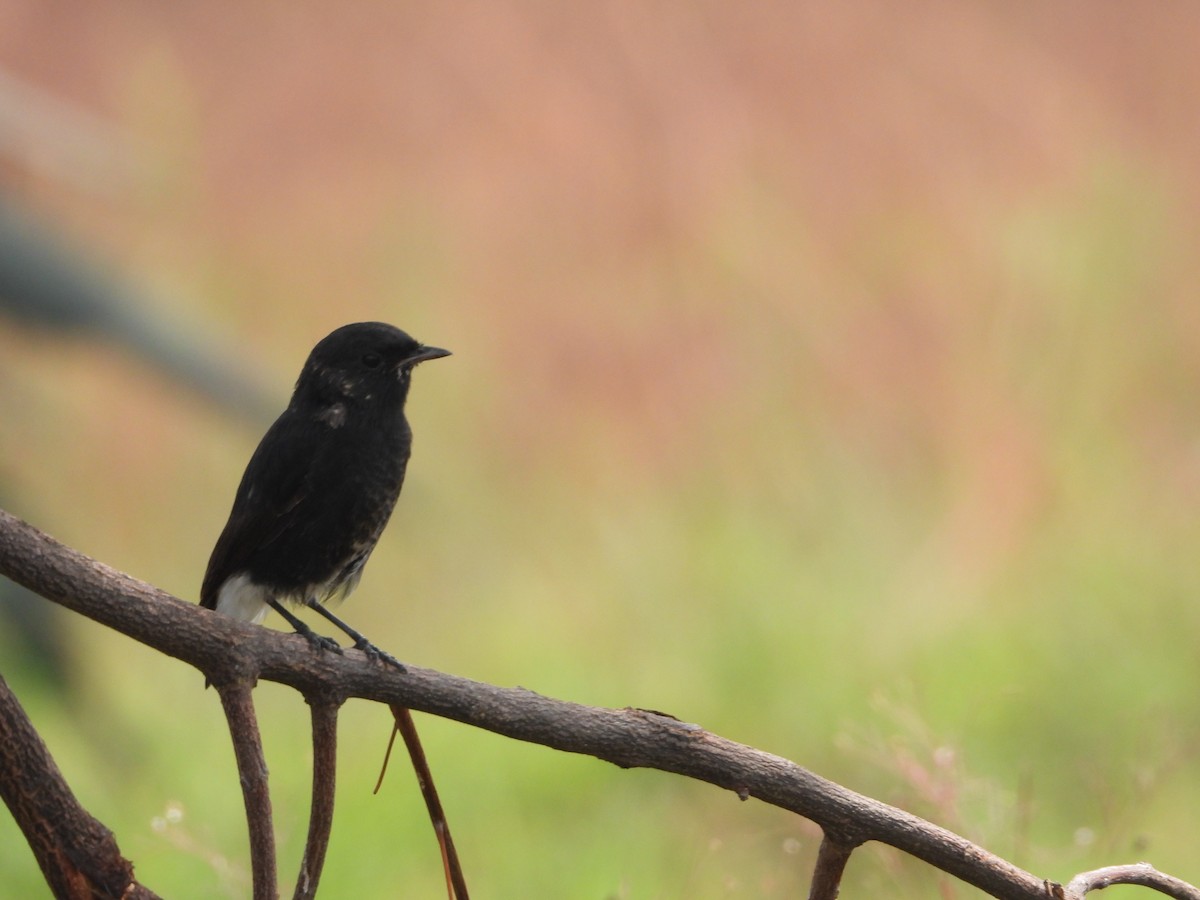 Pied Bushchat - ML622794308