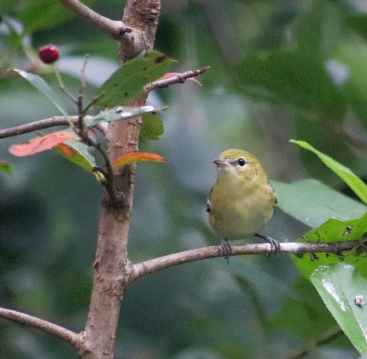 Bay-breasted Warbler - Cindy Grimes