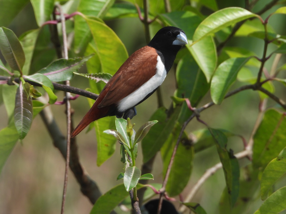 Tricolored Munia - ML622794321