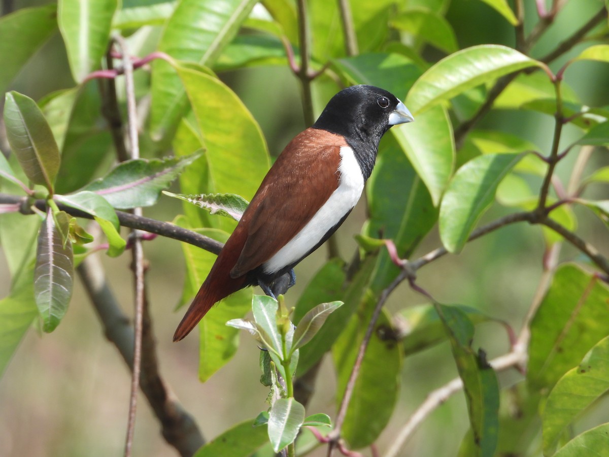 Tricolored Munia - ML622794322