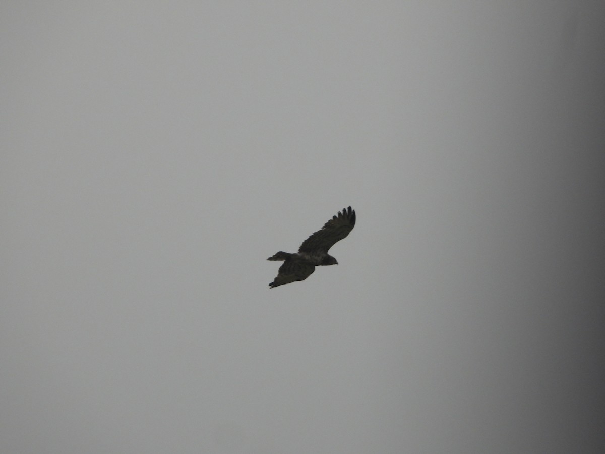 Short-toed Snake-Eagle - Sannidhya De