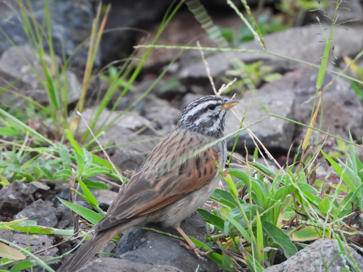 Striolated Bunting - ML622794343