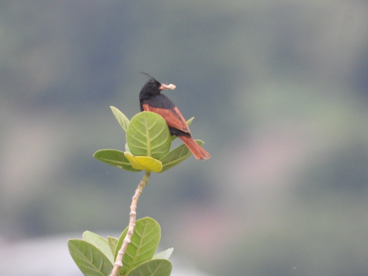 Crested Bunting - ML622794349