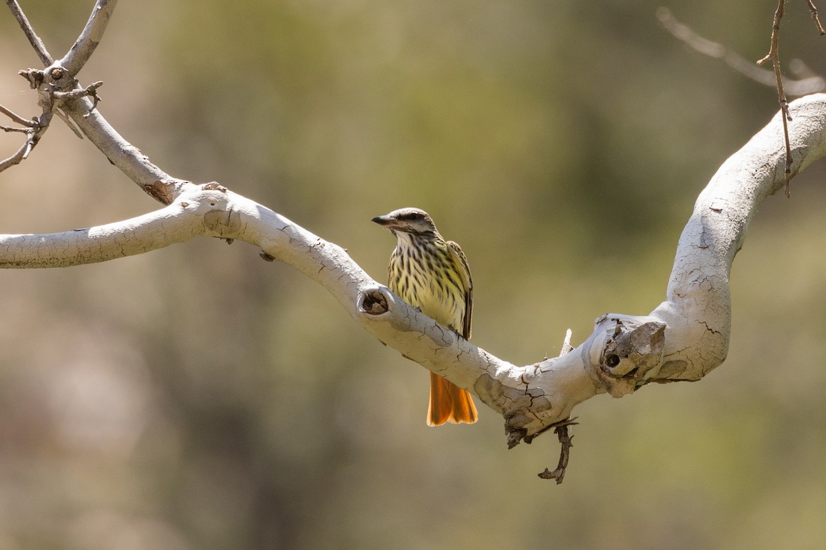 Sulphur-bellied Flycatcher - ML622794352