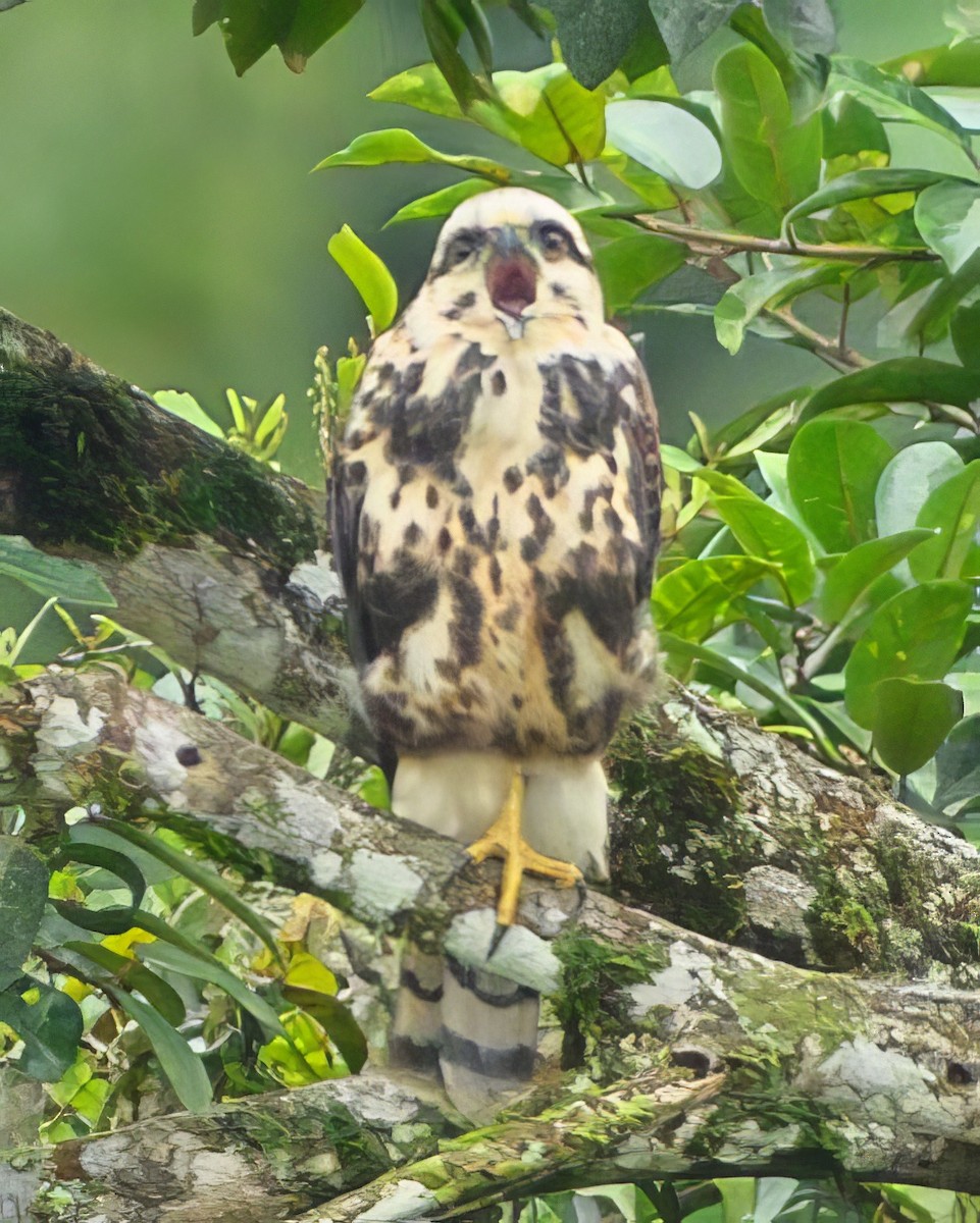 Gray-lined Hawk - ML622794365