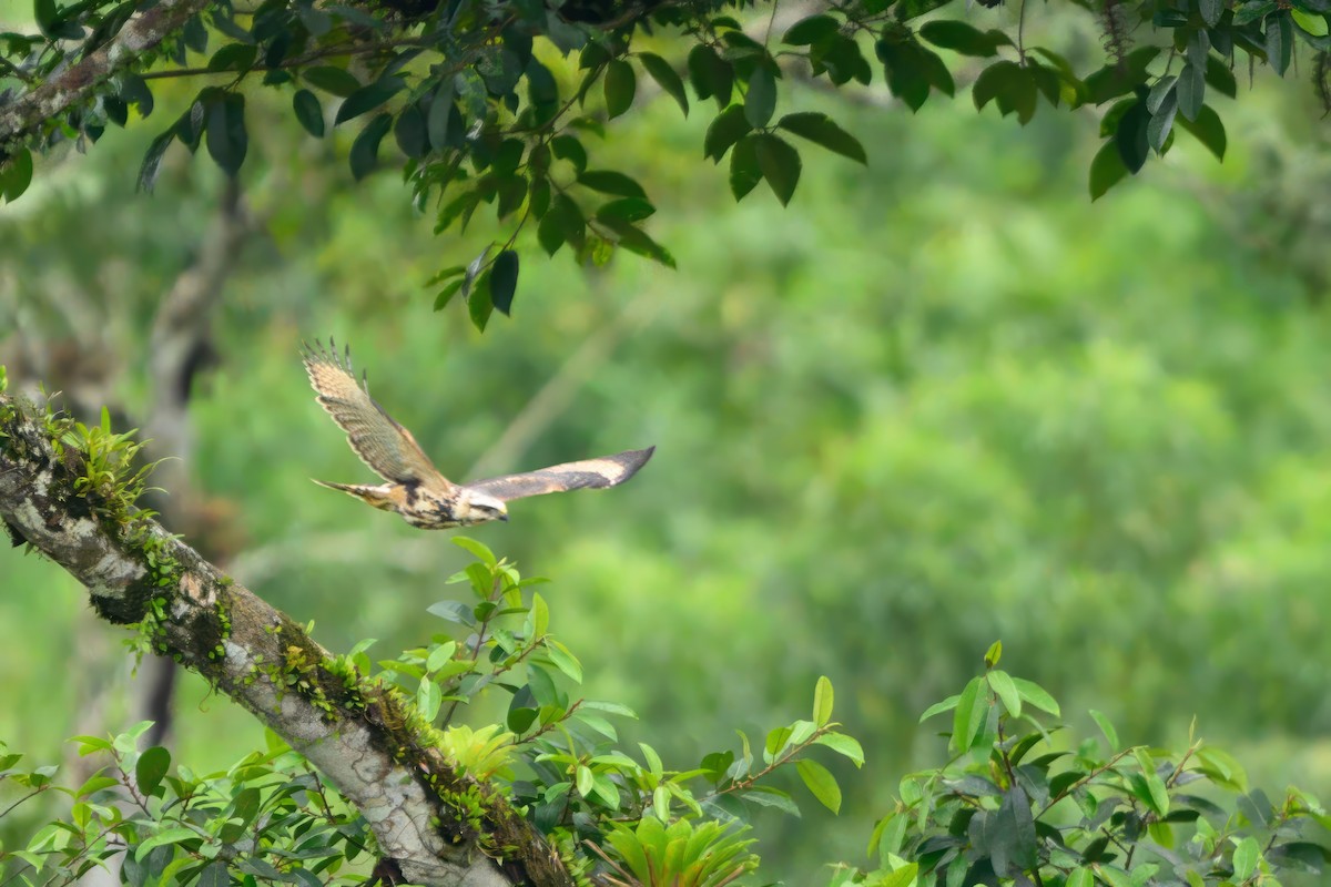 Gray-lined Hawk - ML622794368