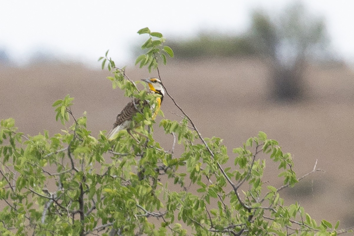 Chihuahuan Meadowlark - Liam Wolff