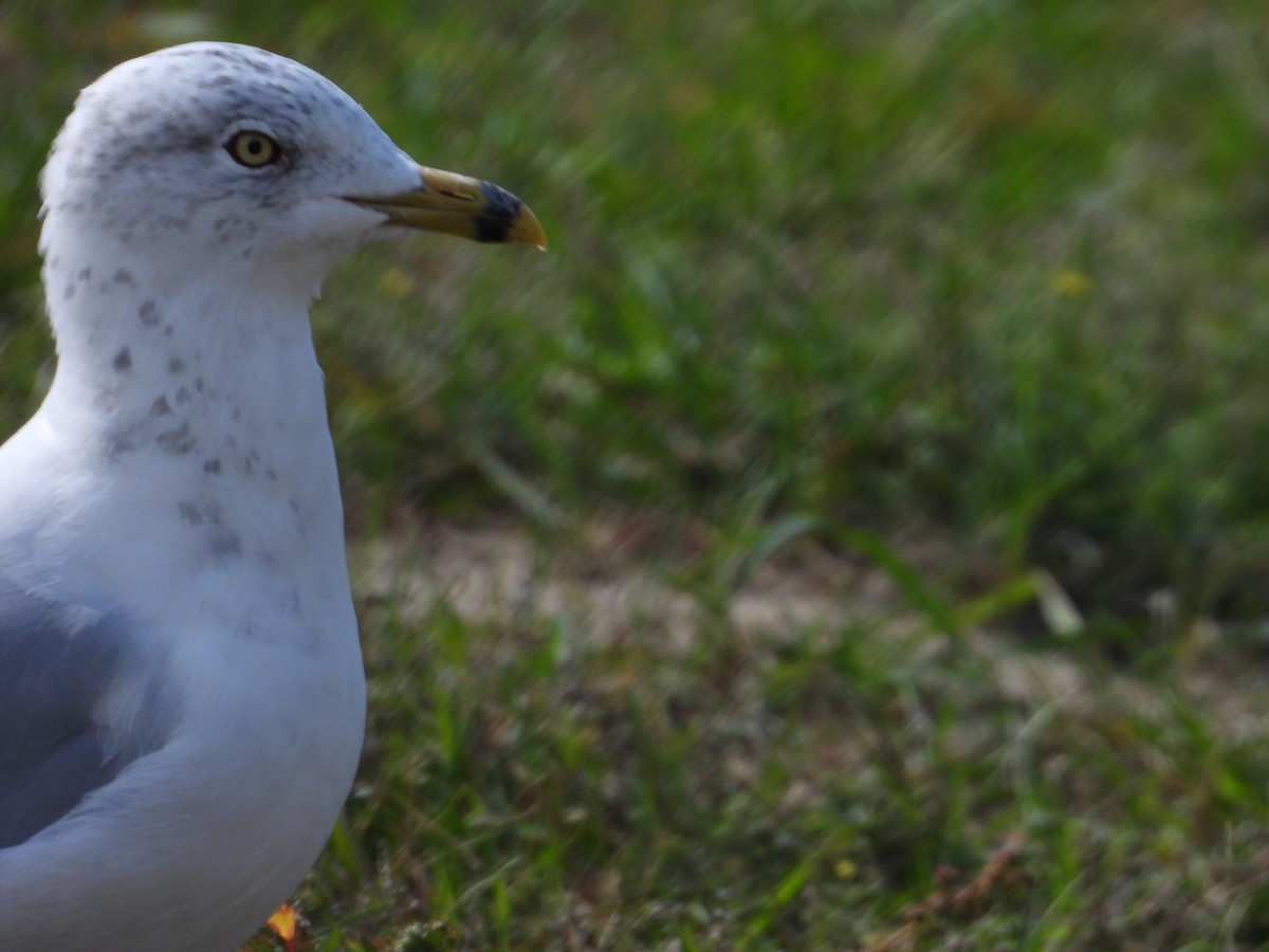 Ring-billed Gull - Denis Provencher COHL