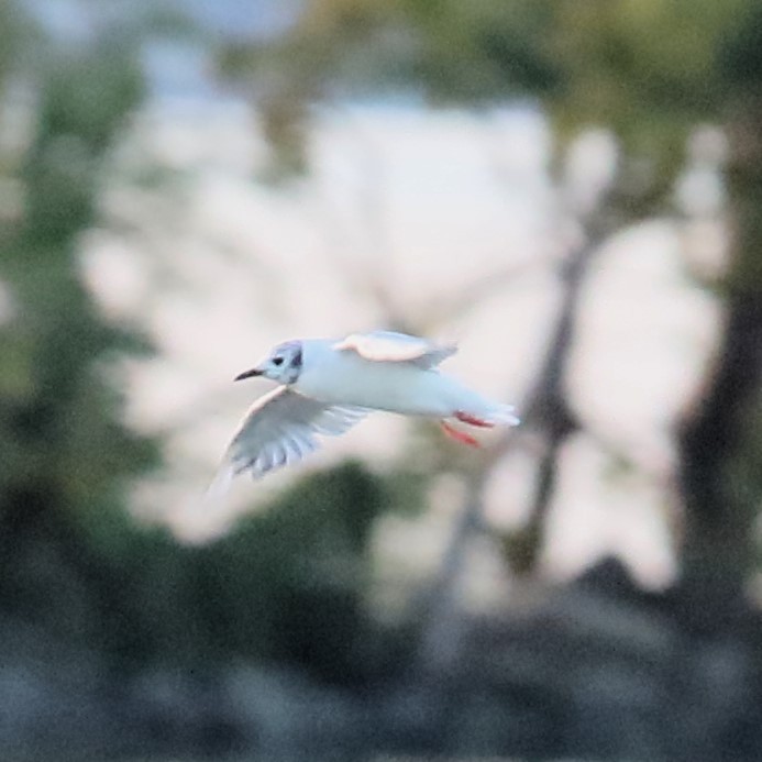 Bonaparte's Gull - James Kerner