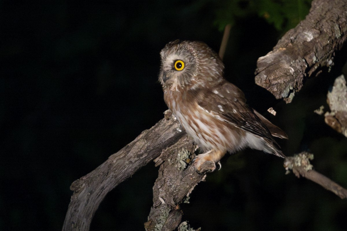 Northern Saw-whet Owl - ML622794411