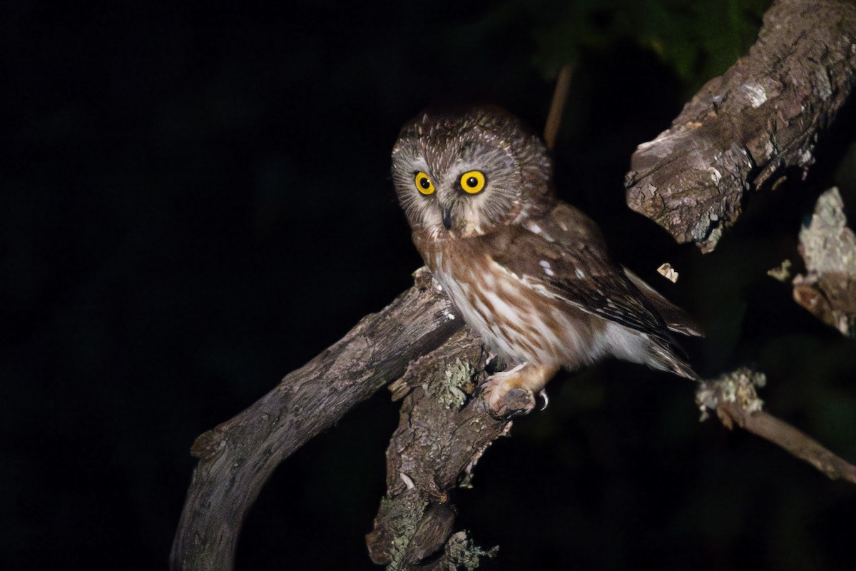 Northern Saw-whet Owl - ML622794412