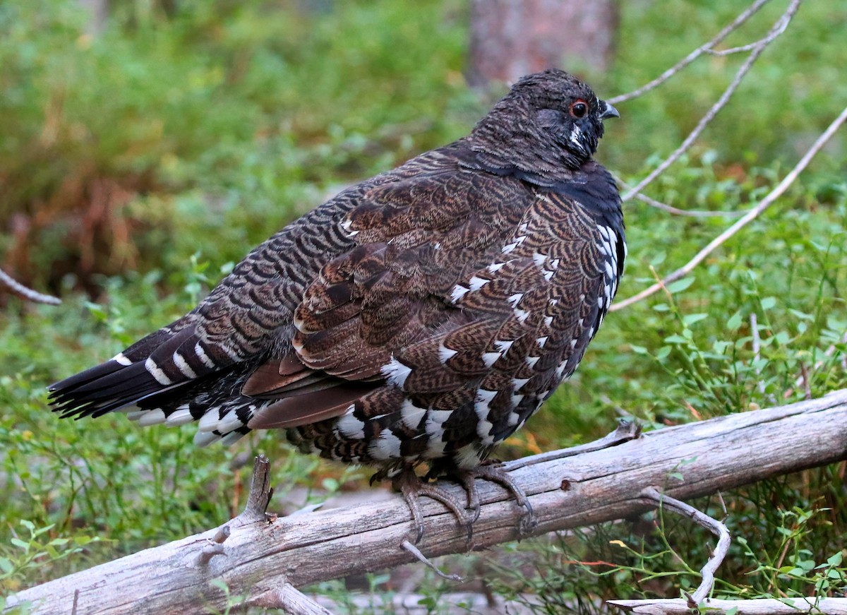 Spruce Grouse - ML622794441