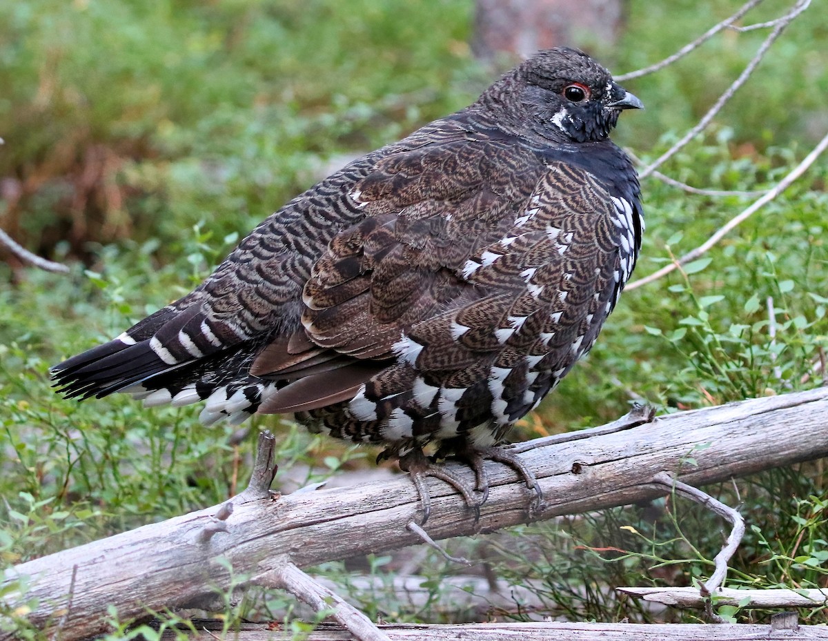 Spruce Grouse - ML622794442