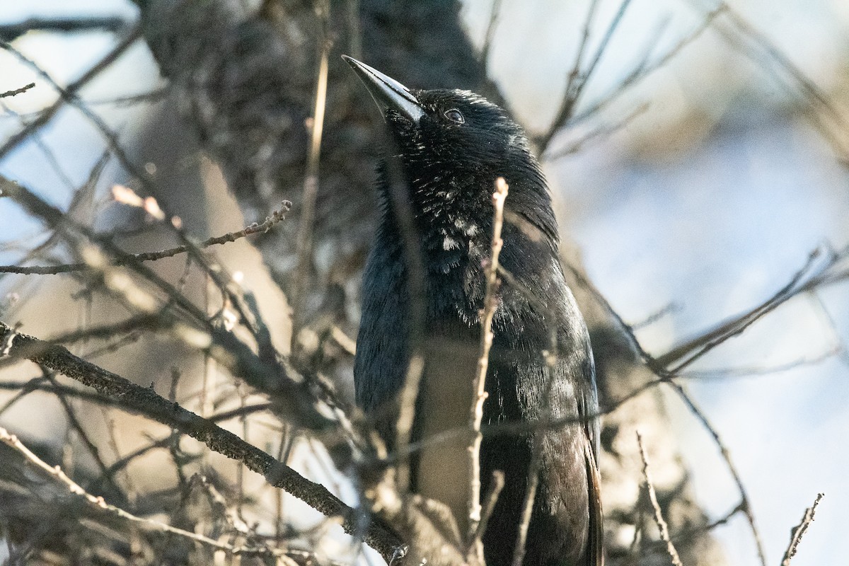 Tordo Patagón - ML622794497