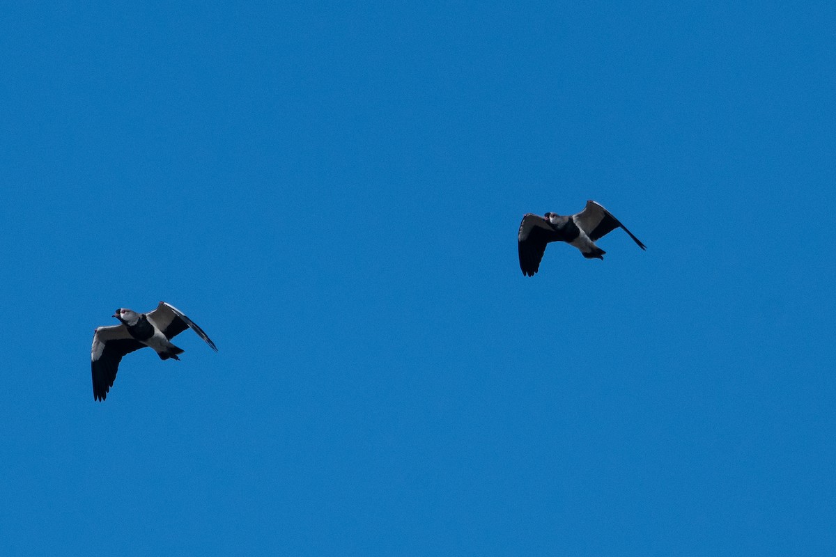 Southern Lapwing - Nicolas Mazzini