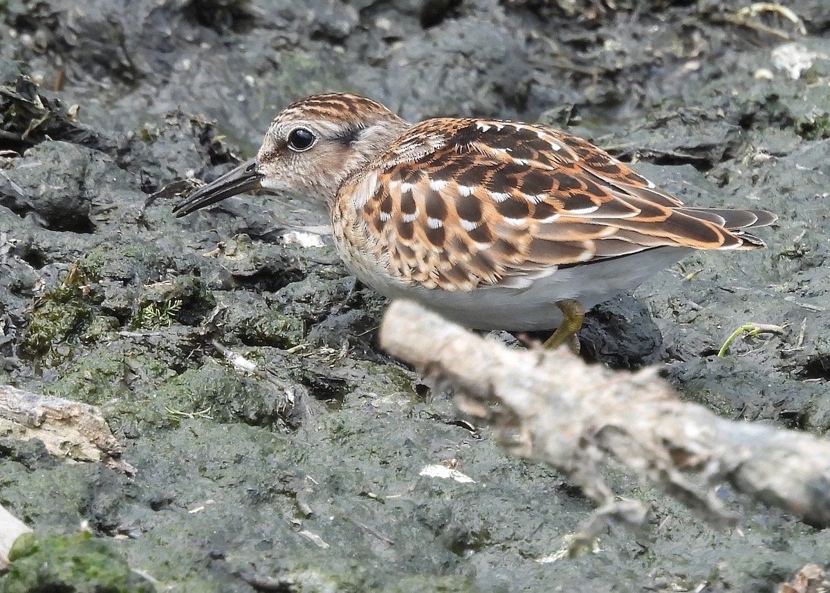 Least Sandpiper - Jean Iron