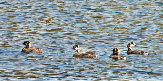 Pied-billed Grebe - Jeri Langham