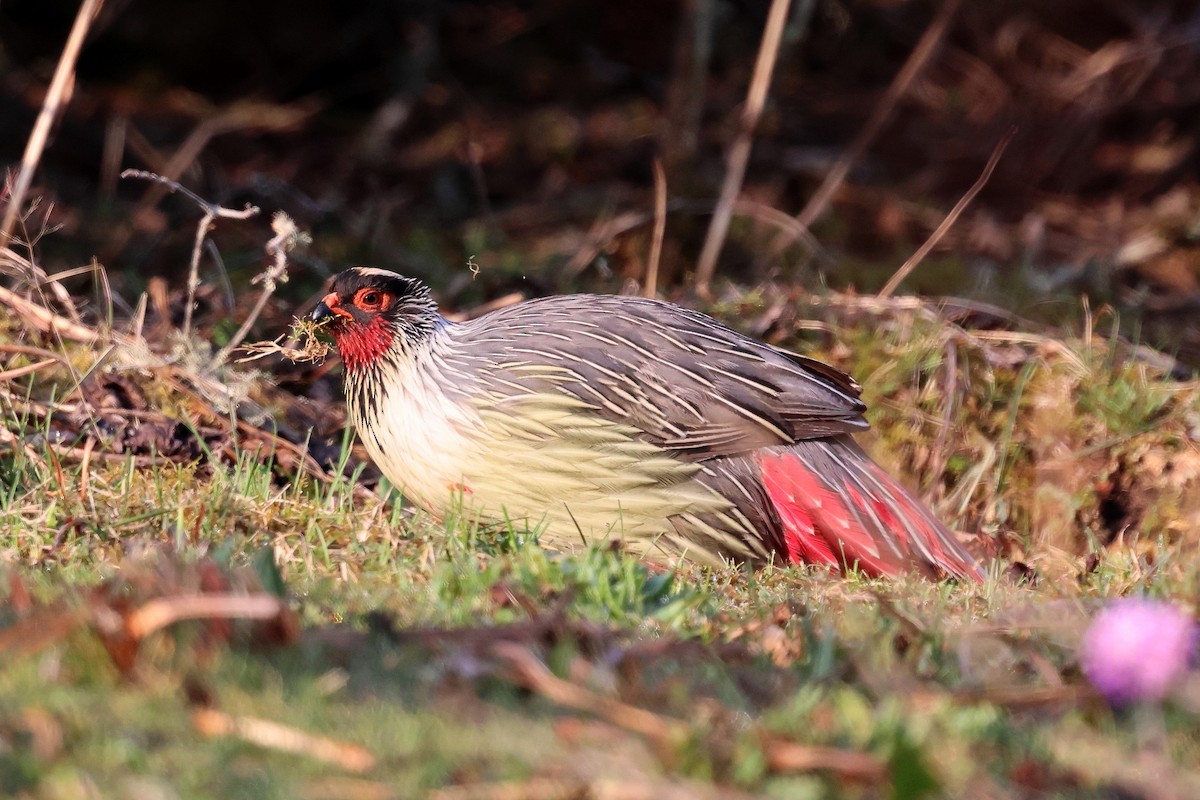 Blood Pheasant - ML622794514