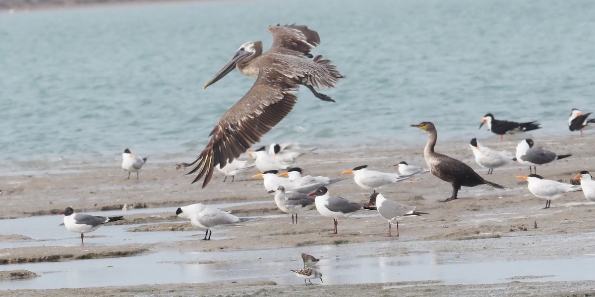 Brown Pelican - Ellen  Cantor