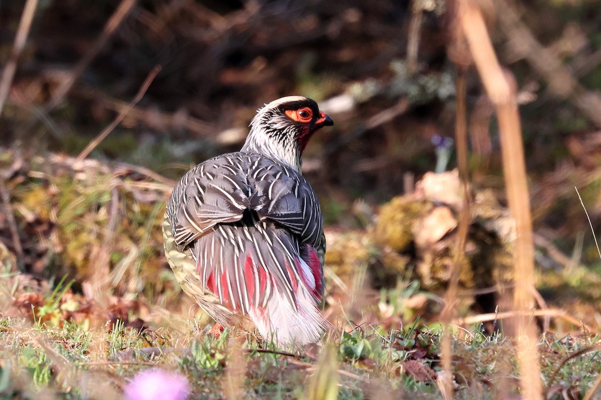 Blood Pheasant - ML622794528