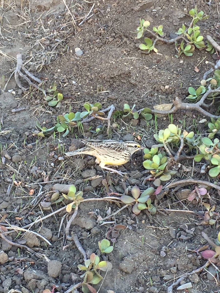 Western Meadowlark - ML622794532