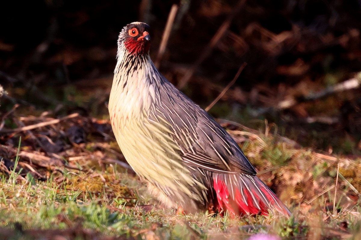 Blood Pheasant - ML622794535