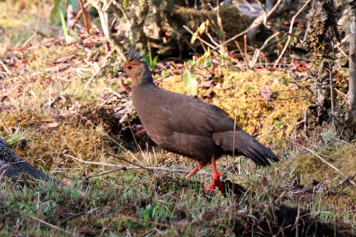 Blood Pheasant - ML622794543