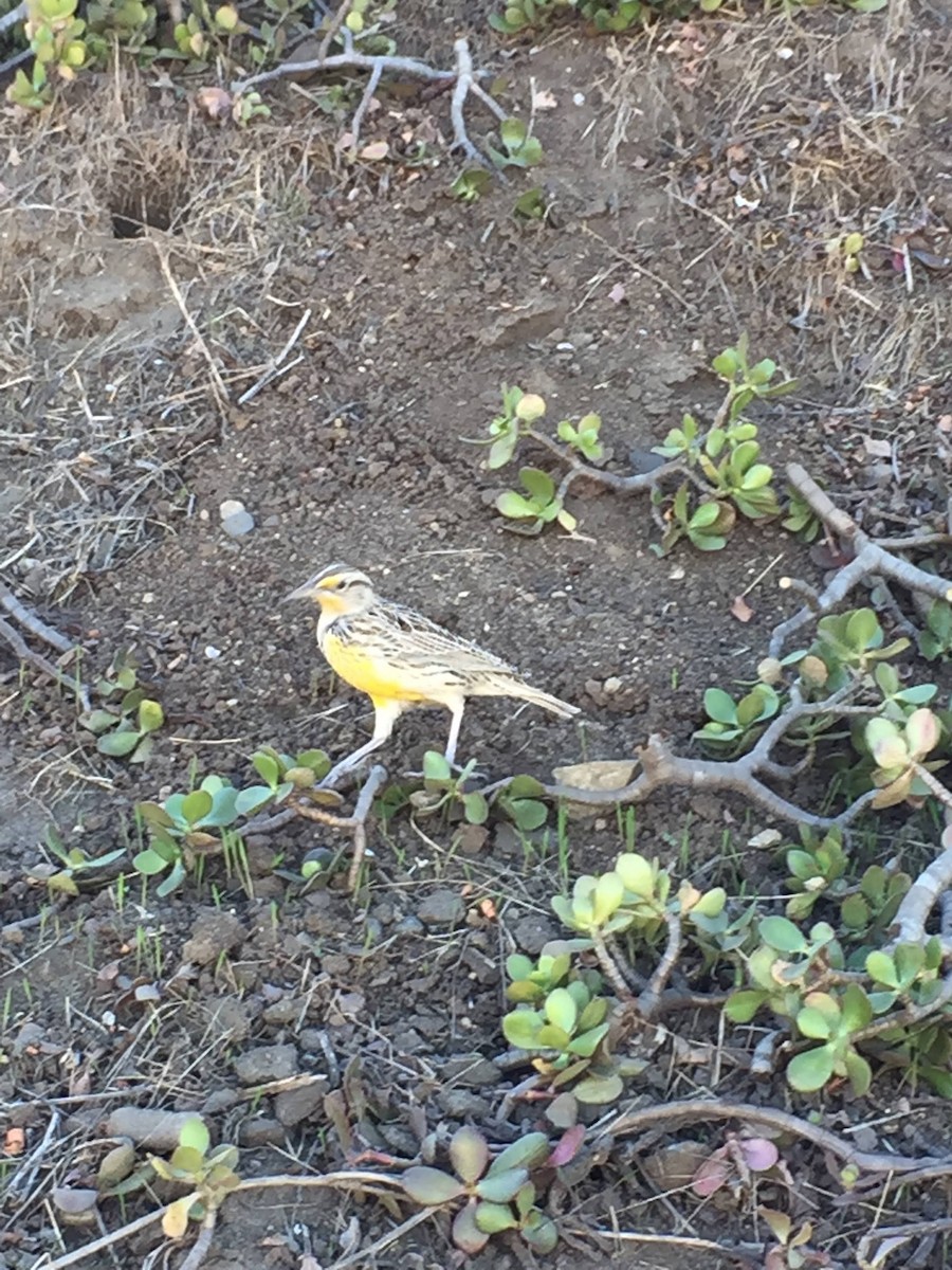 Western Meadowlark - ML622794564