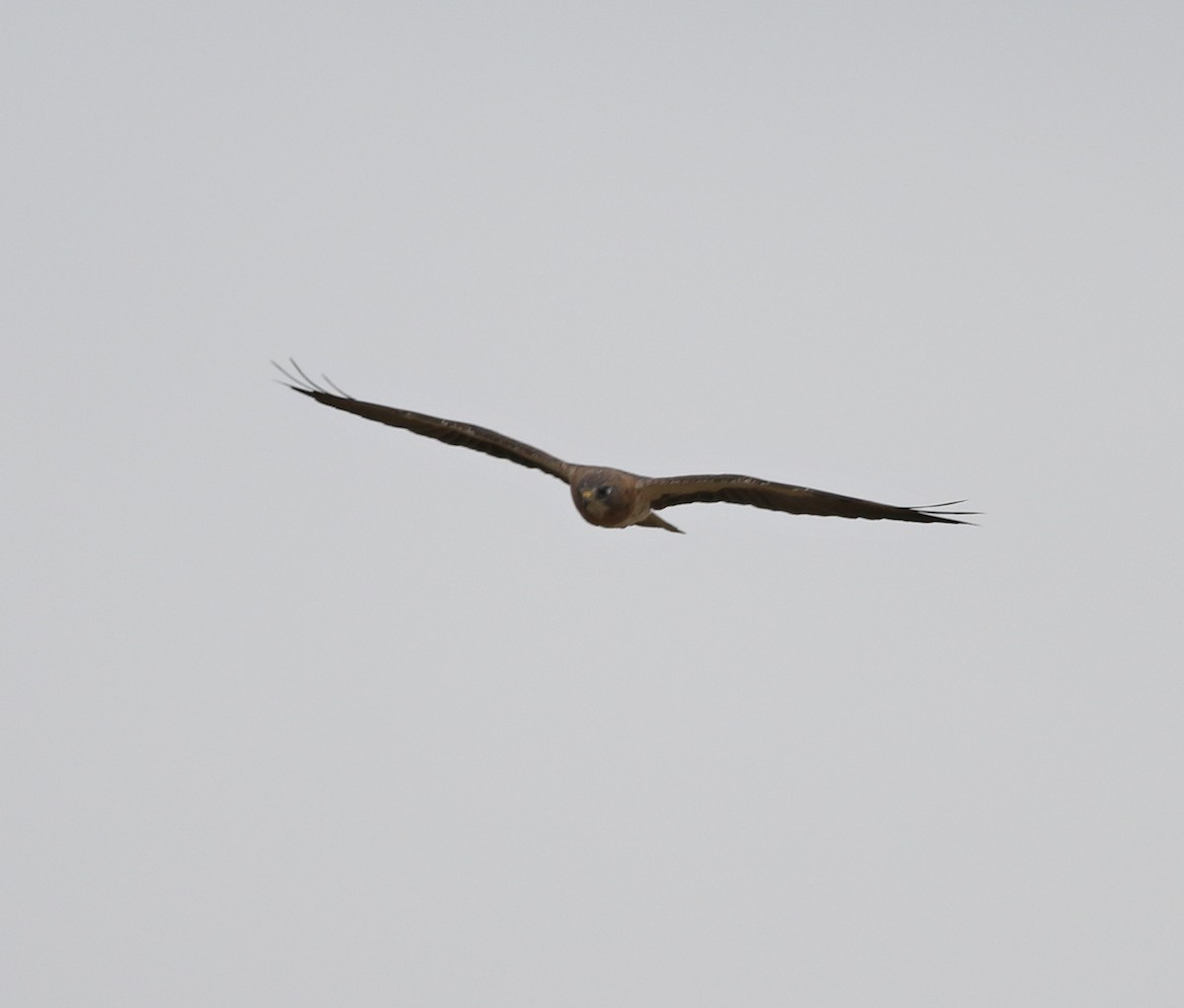 Swainson's Hawk - Lorraine Lanning