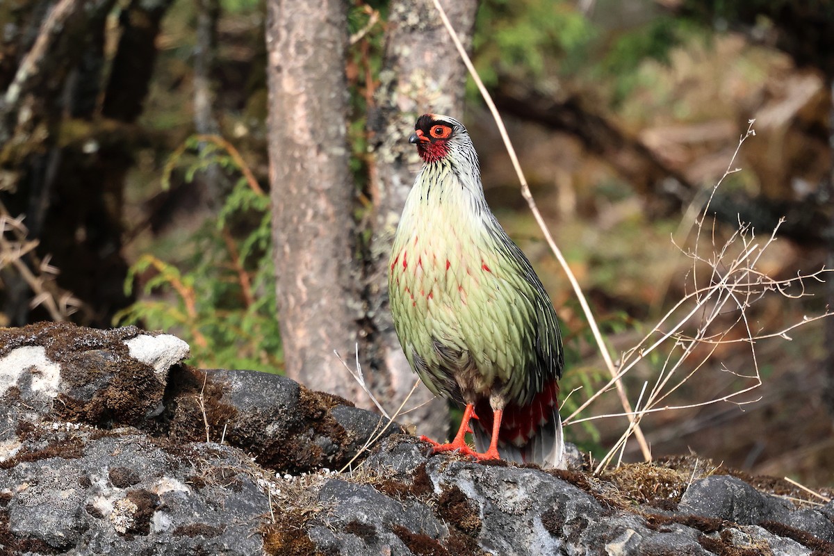 Blood Pheasant - ML622794584