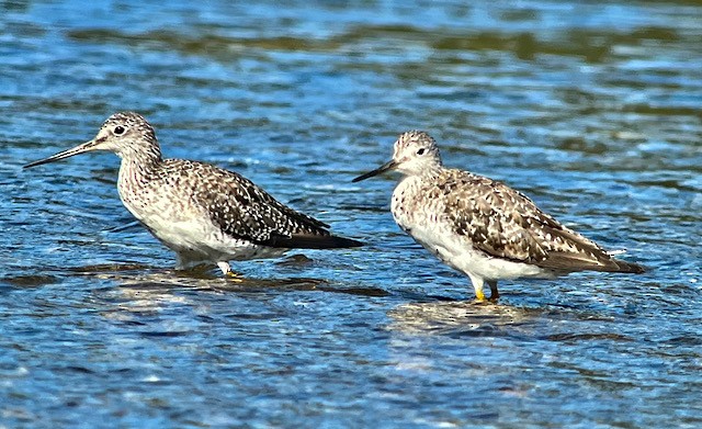 Greater Yellowlegs - Jeri Langham