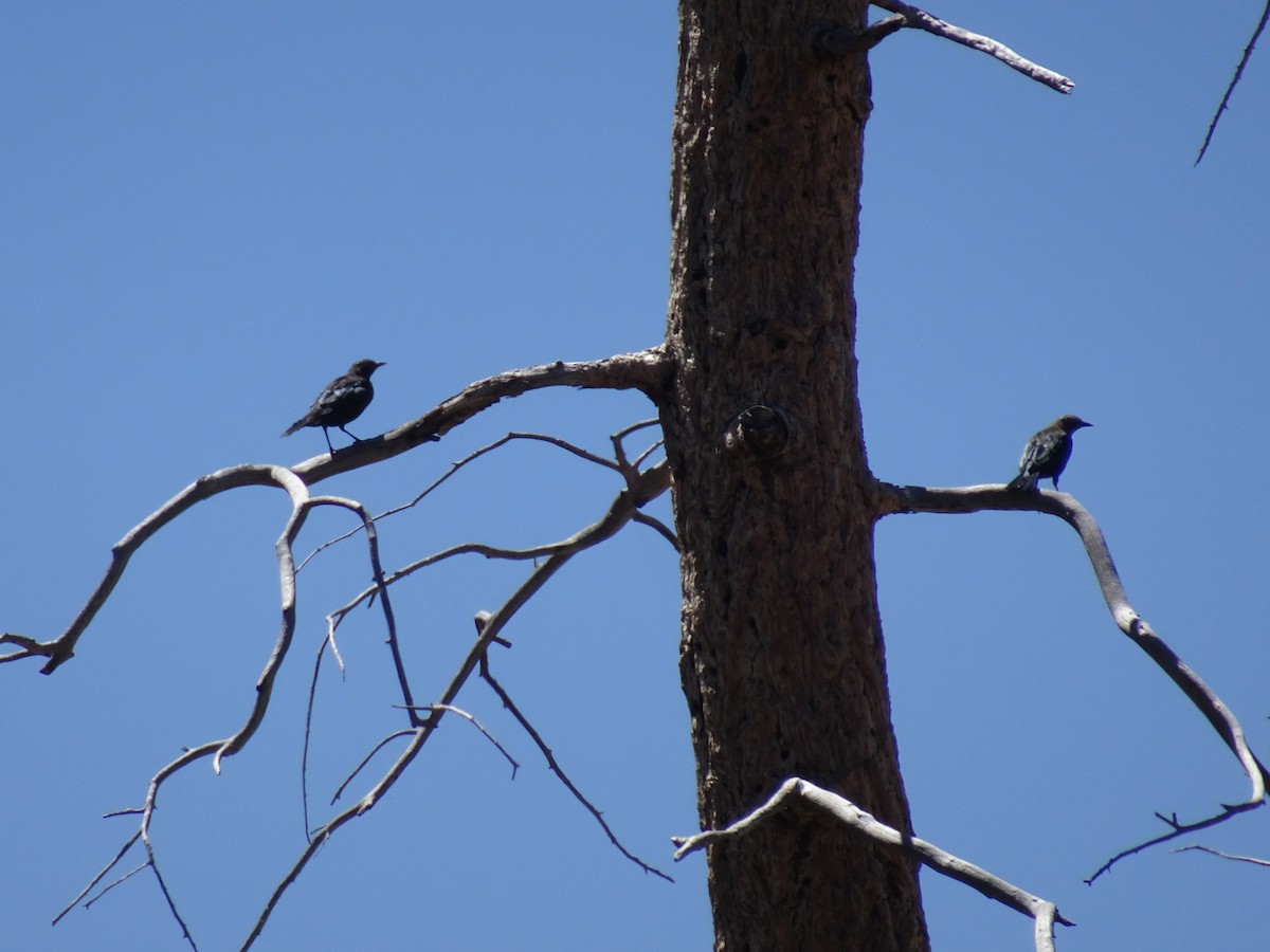 Brewer's Blackbird - ML622794612