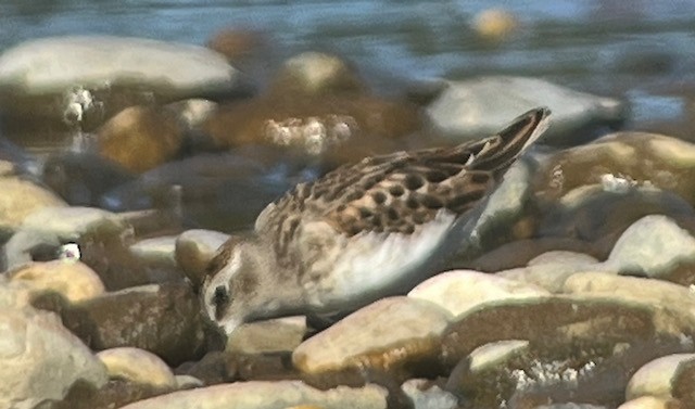 Least Sandpiper - Jeri Langham