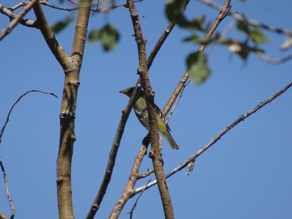 Western Tanager - ML622794624