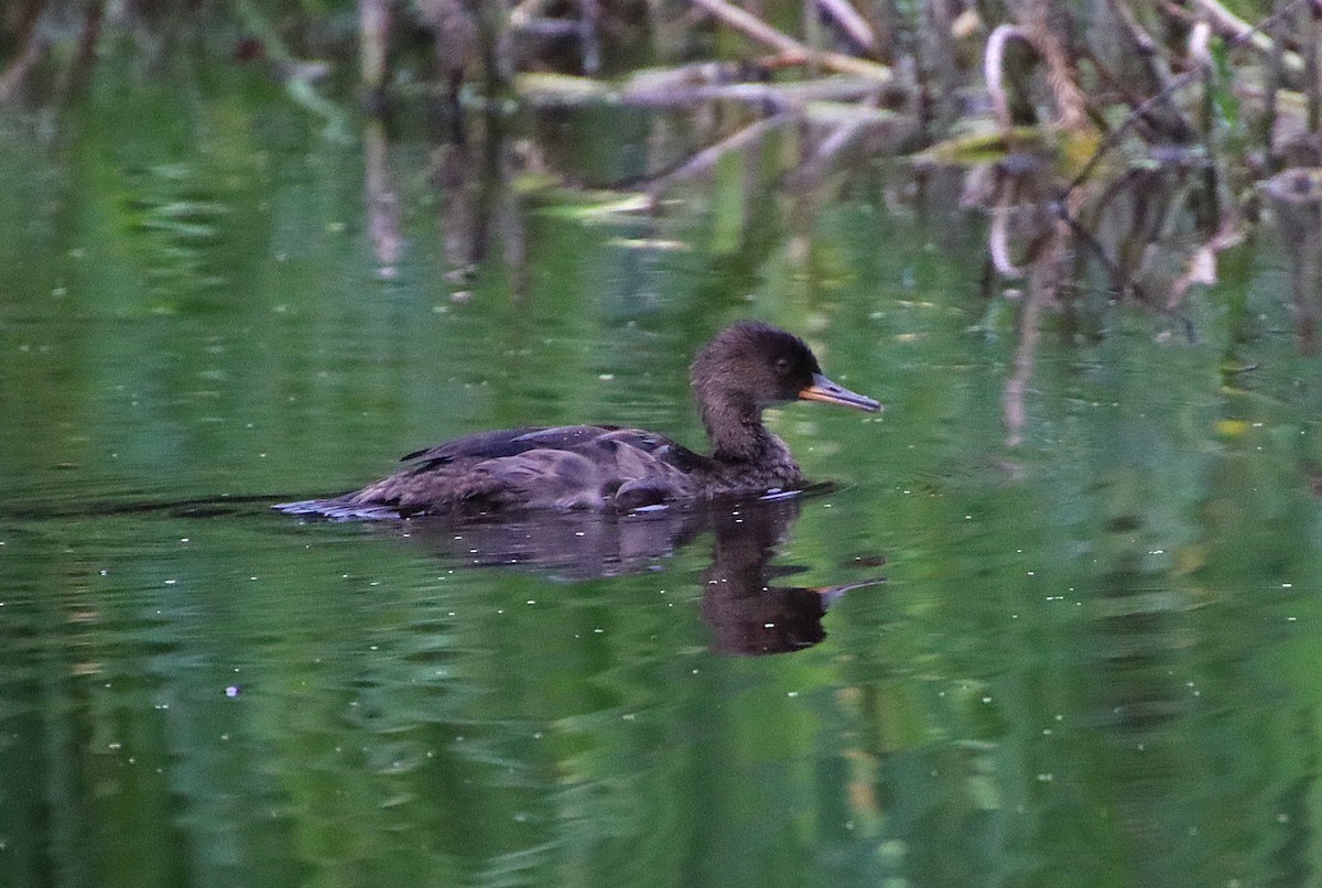 Hooded Merganser - Dianne Murray