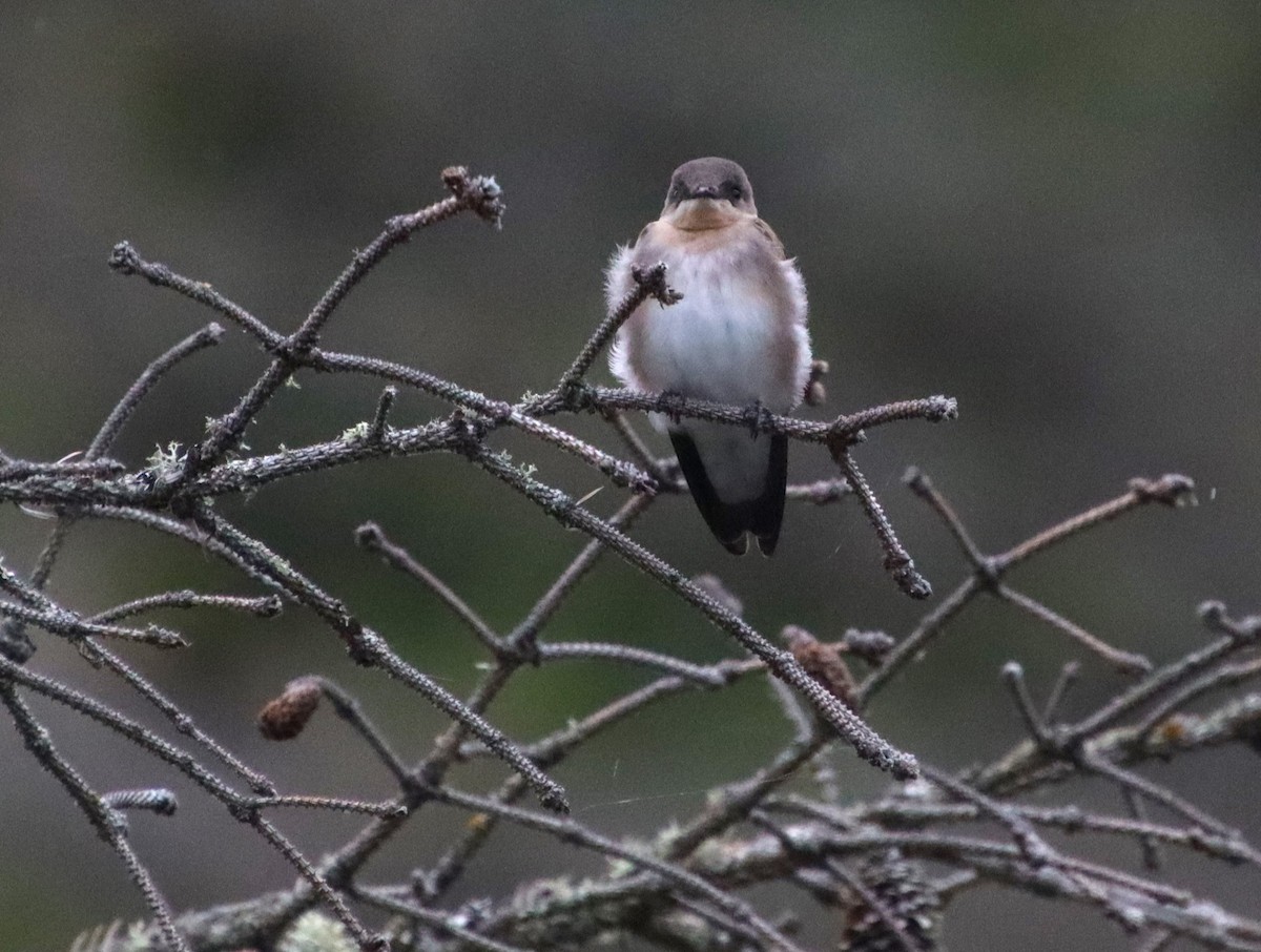 Northern Rough-winged Swallow - ML622794665